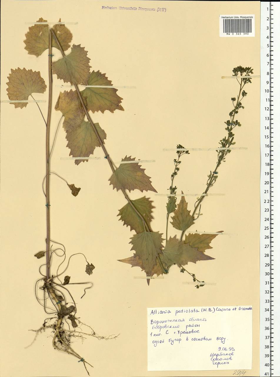 Alliaria petiolata (M.Bieb.) Cavara & Grande, Eastern Europe, Central forest-and-steppe region (E6) (Russia)