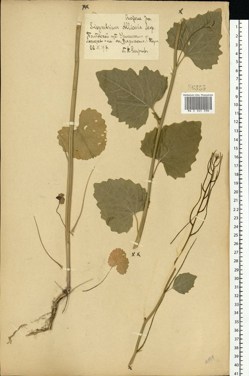 Alliaria petiolata (M.Bieb.) Cavara & Grande, Eastern Europe, Central forest-and-steppe region (E6) (Russia)