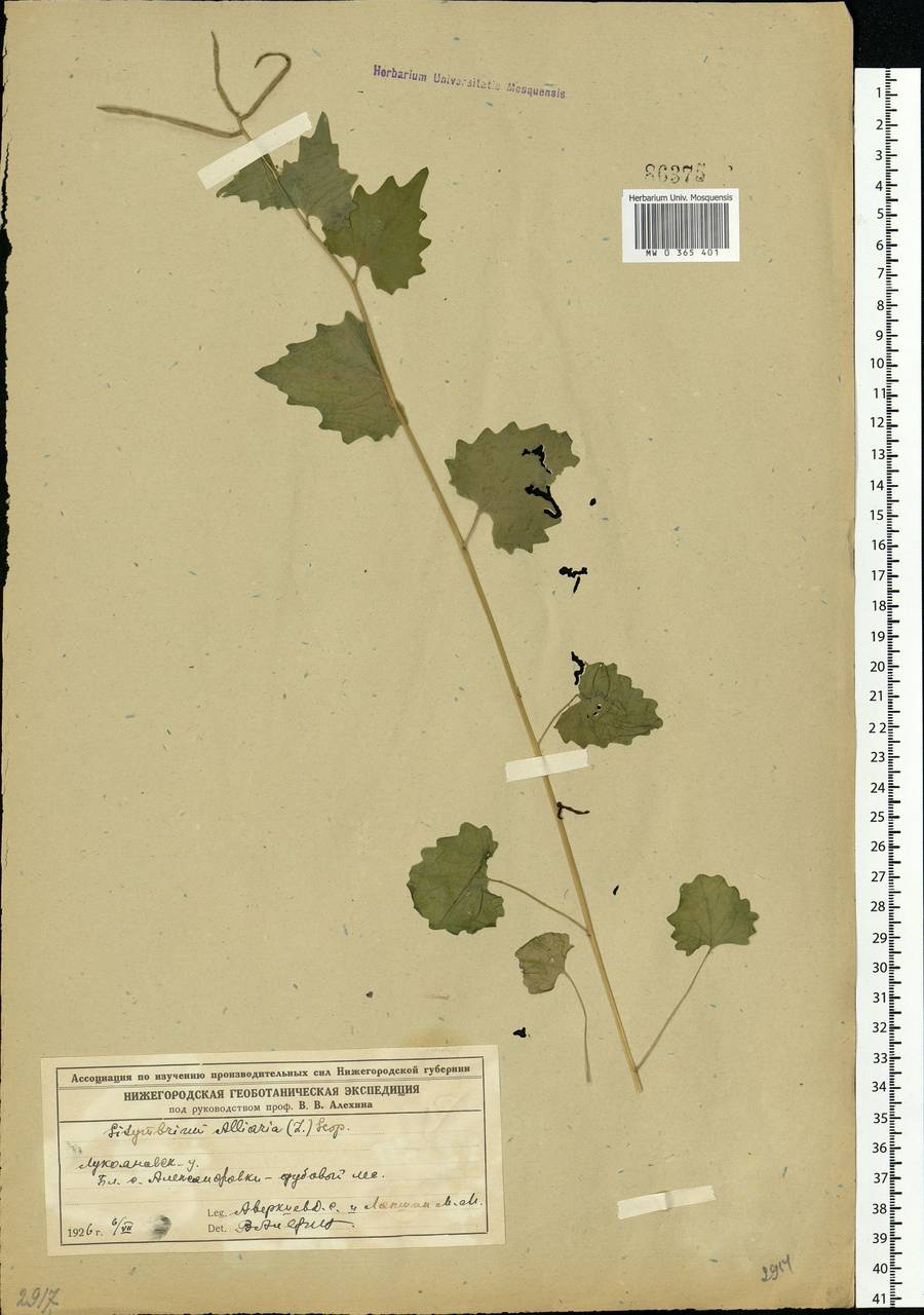 Alliaria petiolata (M.Bieb.) Cavara & Grande, Eastern Europe, Middle Volga region (E8) (Russia)