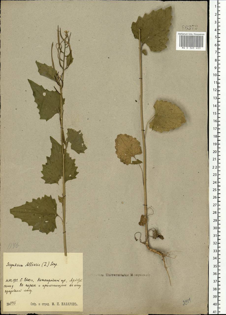 Alliaria petiolata (M.Bieb.) Cavara & Grande, Eastern Europe, Volga-Kama region (E7) (Russia)