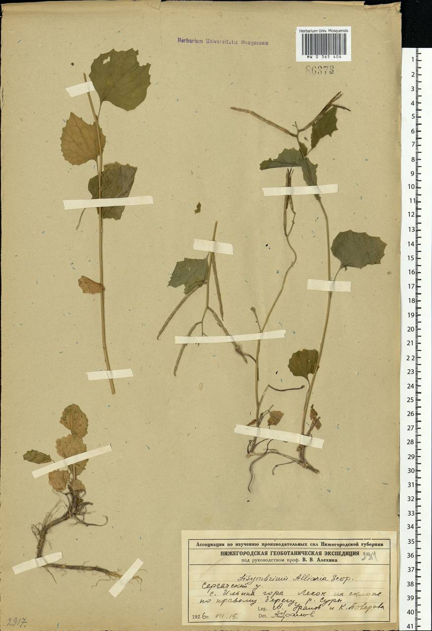 Alliaria petiolata (M. Bieb.) Cavara & Grande, Eastern Europe, Volga-Kama region (E7) (Russia)