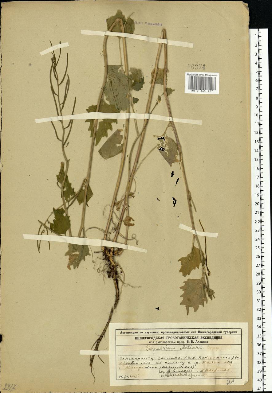 Alliaria petiolata (M.Bieb.) Cavara & Grande, Eastern Europe, Volga-Kama region (E7) (Russia)