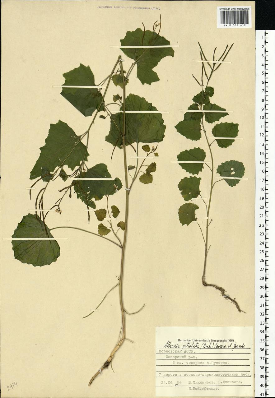 Alliaria petiolata (M.Bieb.) Cavara & Grande, Eastern Europe, Middle Volga region (E8) (Russia)
