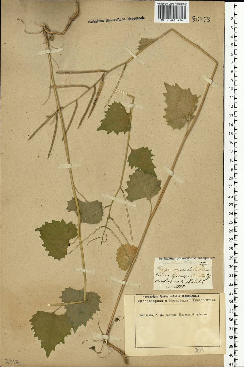 Alliaria petiolata (M.Bieb.) Cavara & Grande, Eastern Europe, Middle Volga region (E8) (Russia)