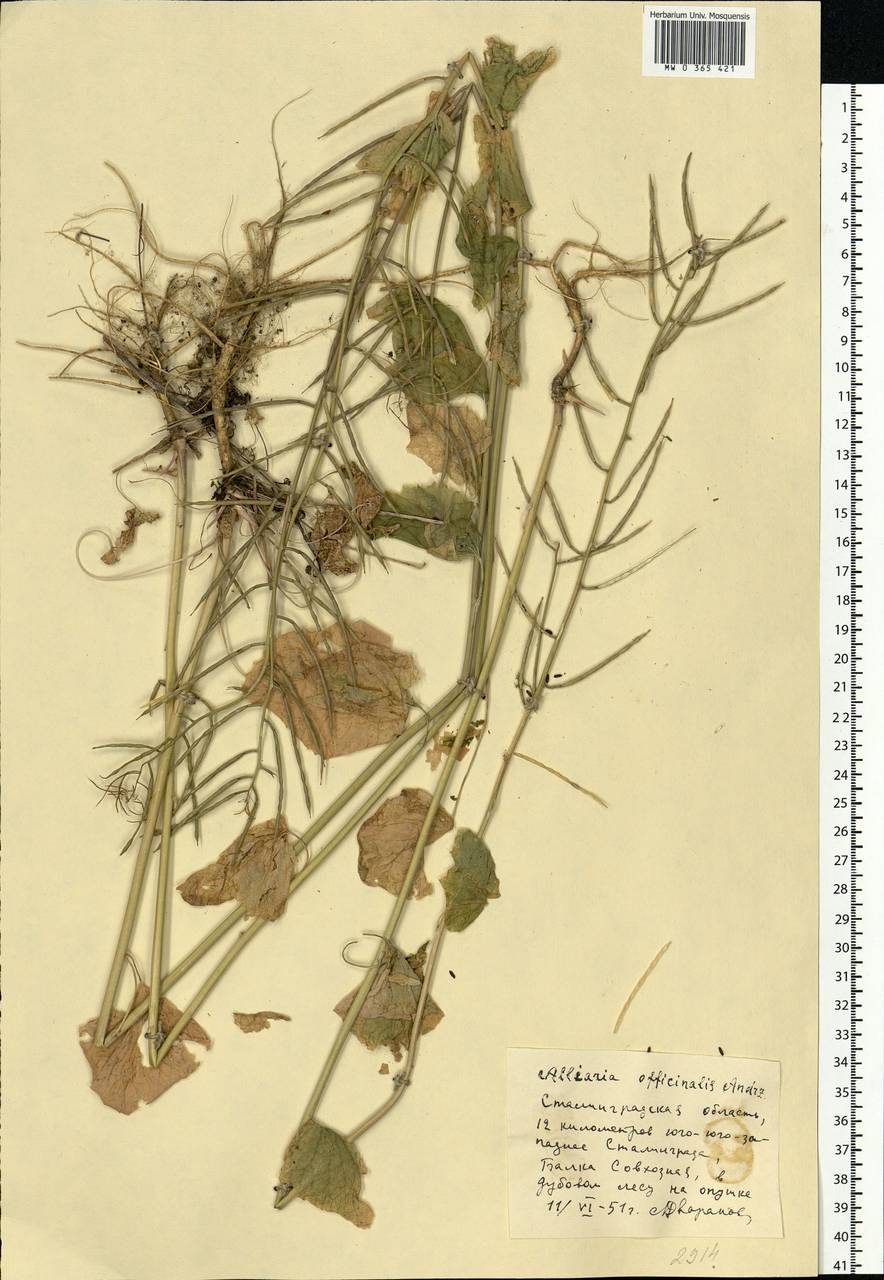 Alliaria petiolata (M.Bieb.) Cavara & Grande, Eastern Europe, Lower Volga region (E9) (Russia)