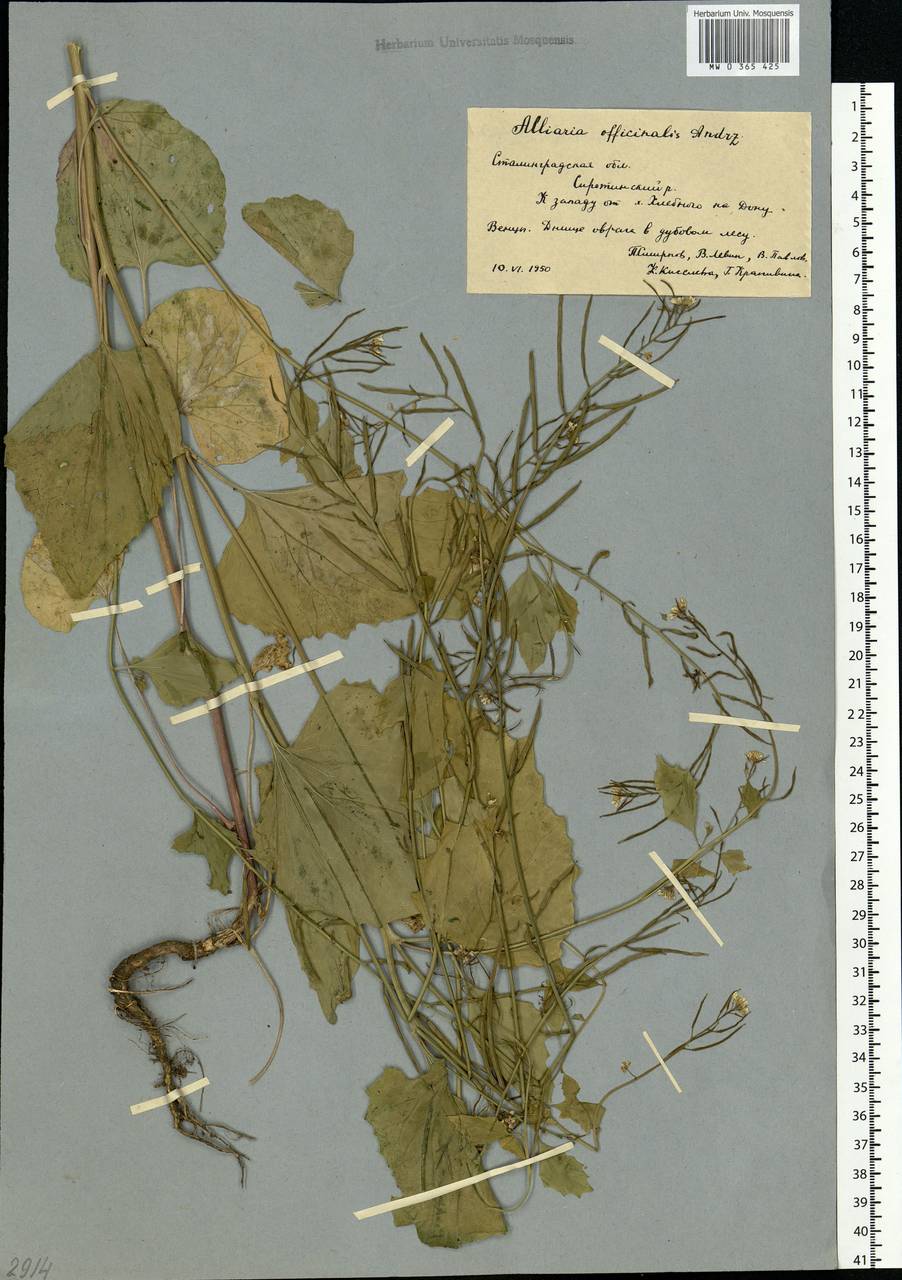 Alliaria petiolata (M.Bieb.) Cavara & Grande, Eastern Europe, Lower Volga region (E9) (Russia)