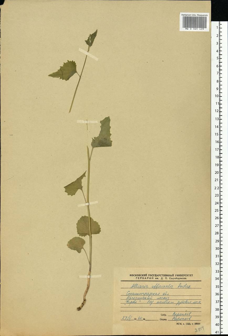 Alliaria petiolata (M.Bieb.) Cavara & Grande, Eastern Europe, Lower Volga region (E9) (Russia)