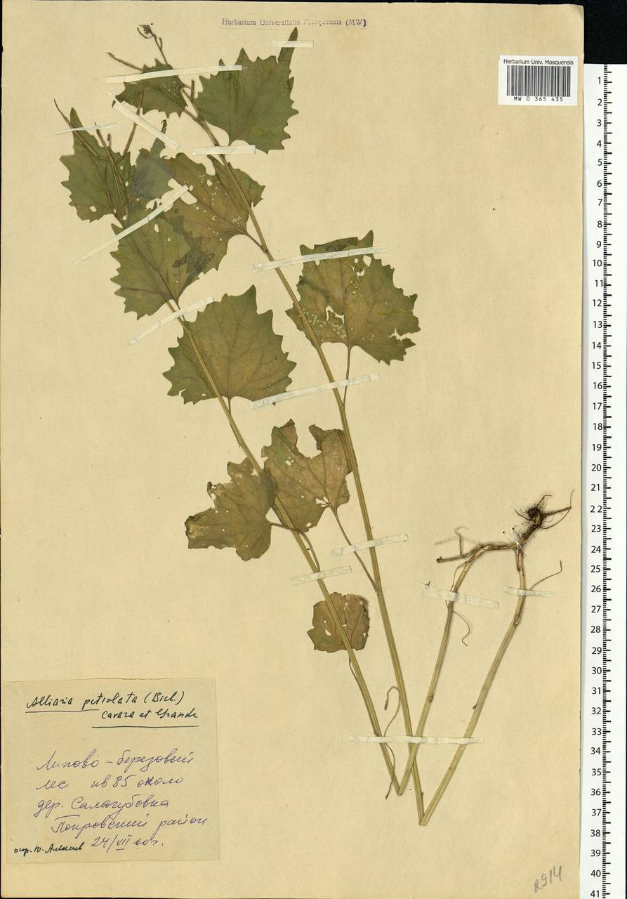 Alliaria petiolata (M. Bieb.) Cavara & Grande, Eastern Europe, Eastern region (E10) (Russia)