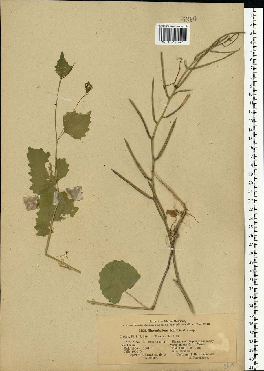 Alliaria petiolata (M. Bieb.) Cavara & Grande, Eastern Europe, South Ukrainian region (E12) (Ukraine)