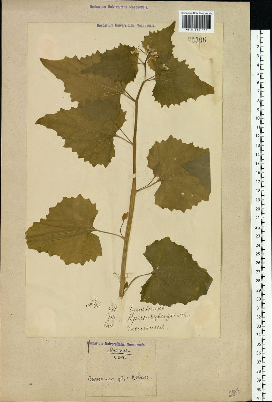 Alliaria petiolata (M.Bieb.) Cavara & Grande, Eastern Europe, North Ukrainian region (E11) (Ukraine)