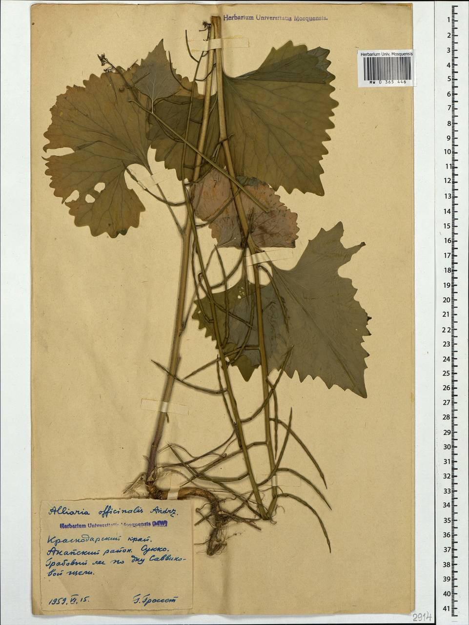 Alliaria petiolata (M.Bieb.) Cavara & Grande, Caucasus, Krasnodar Krai & Adygea (K1a) (Russia)