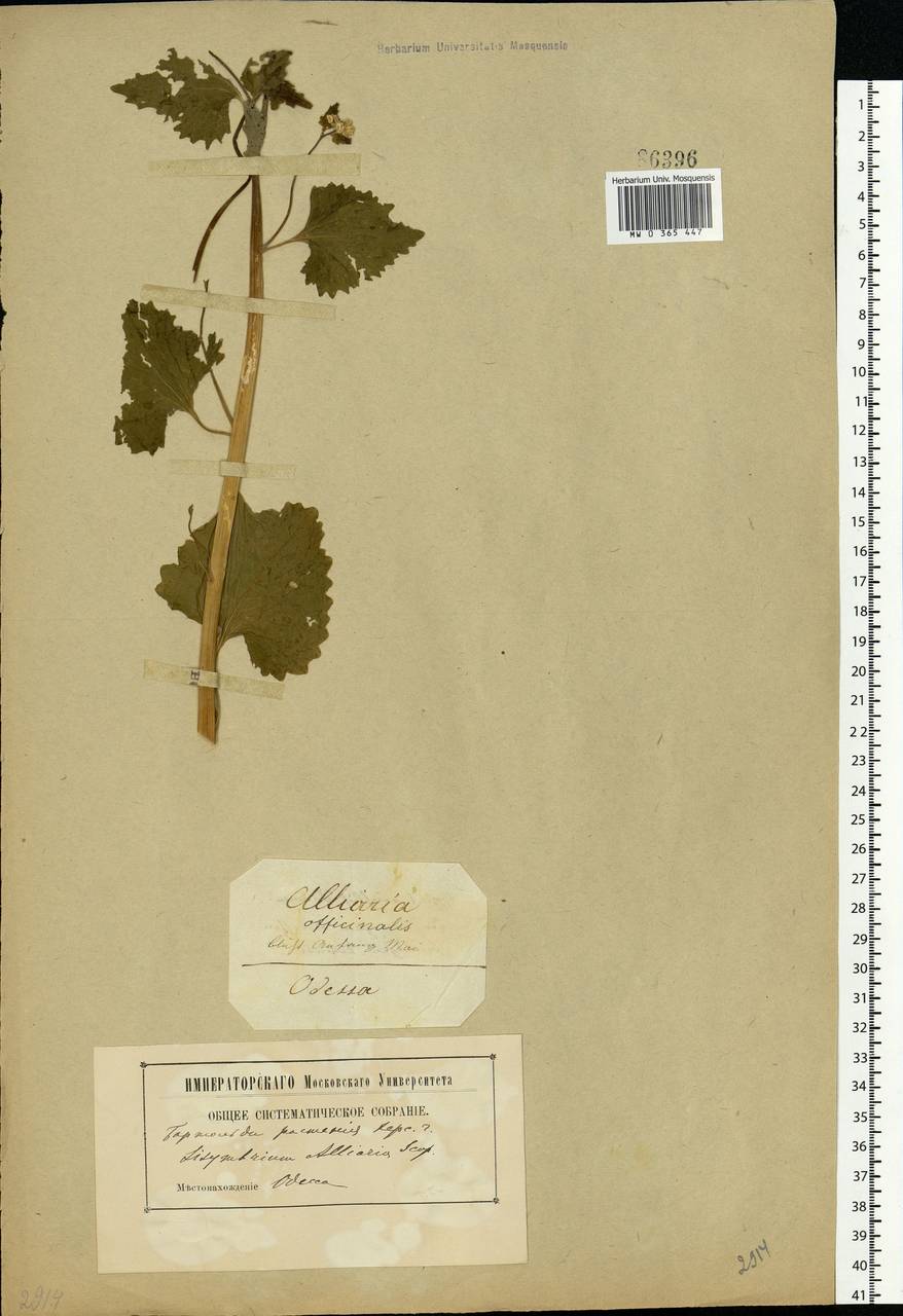 Alliaria petiolata (M.Bieb.) Cavara & Grande, Eastern Europe, South Ukrainian region (E12) (Ukraine)
