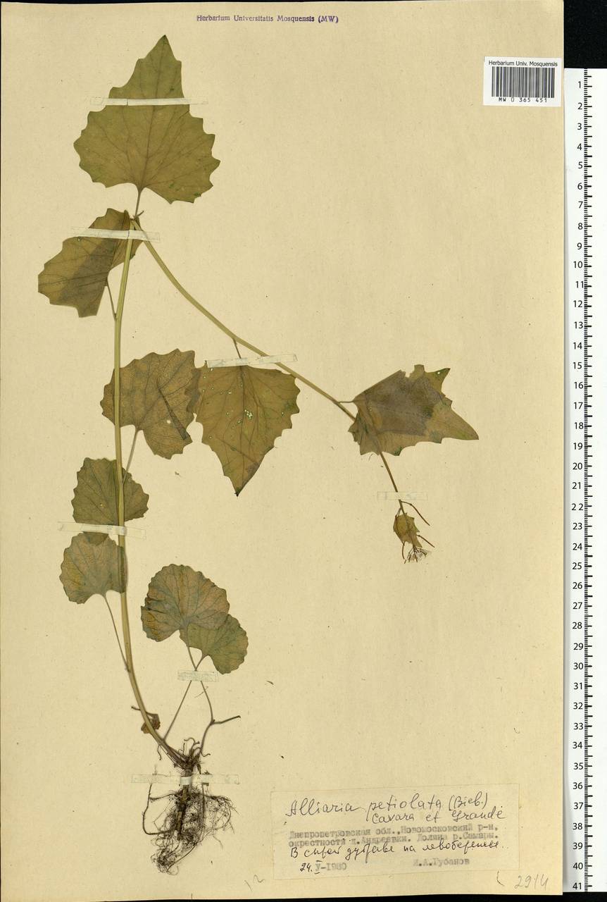 Alliaria petiolata (M.Bieb.) Cavara & Grande, Eastern Europe, South Ukrainian region (E12) (Ukraine)