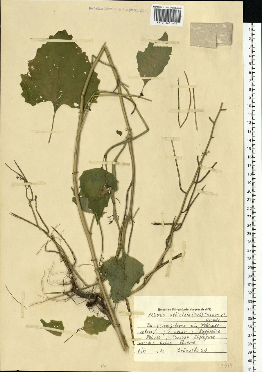 Alliaria petiolata (M.Bieb.) Cavara & Grande, Eastern Europe, South Ukrainian region (E12) (Ukraine)