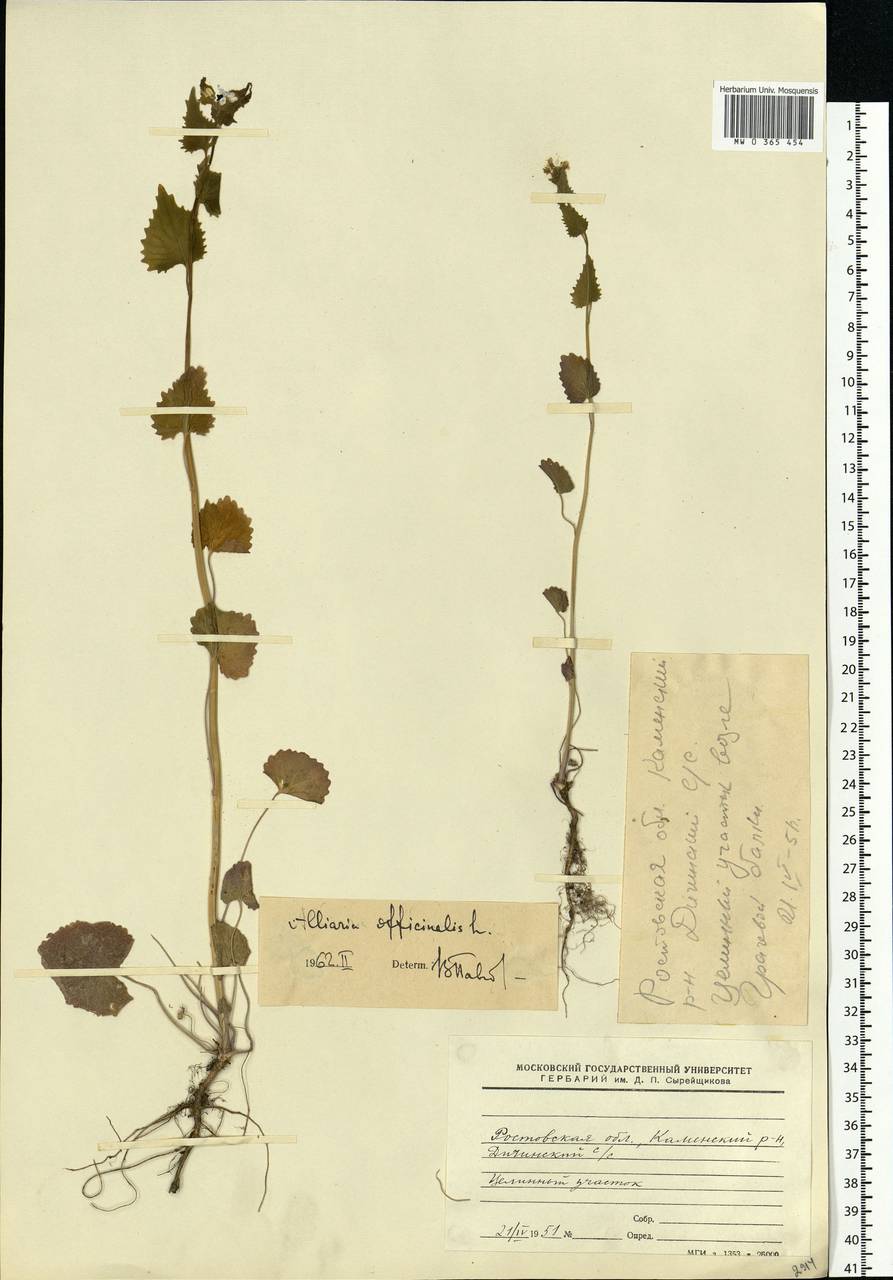 Alliaria petiolata (M.Bieb.) Cavara & Grande, Eastern Europe, Rostov Oblast (E12a) (Russia)