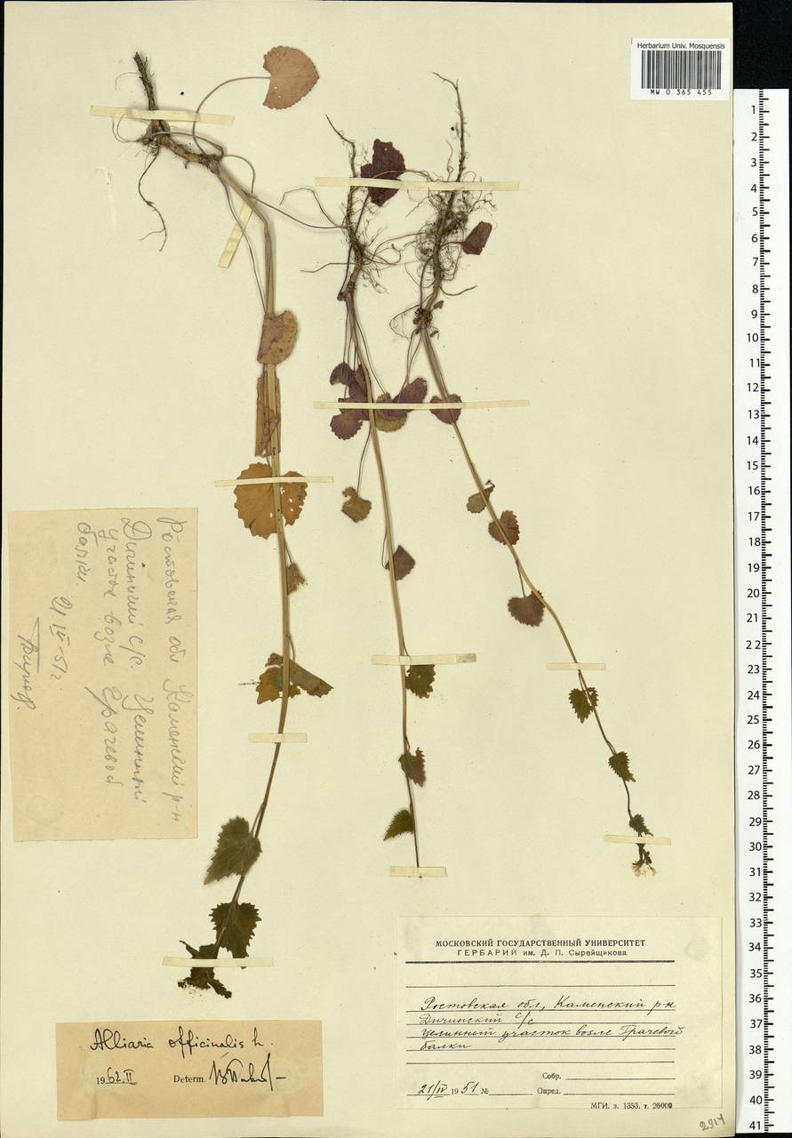 Alliaria petiolata (M.Bieb.) Cavara & Grande, Eastern Europe, Rostov Oblast (E12a) (Russia)
