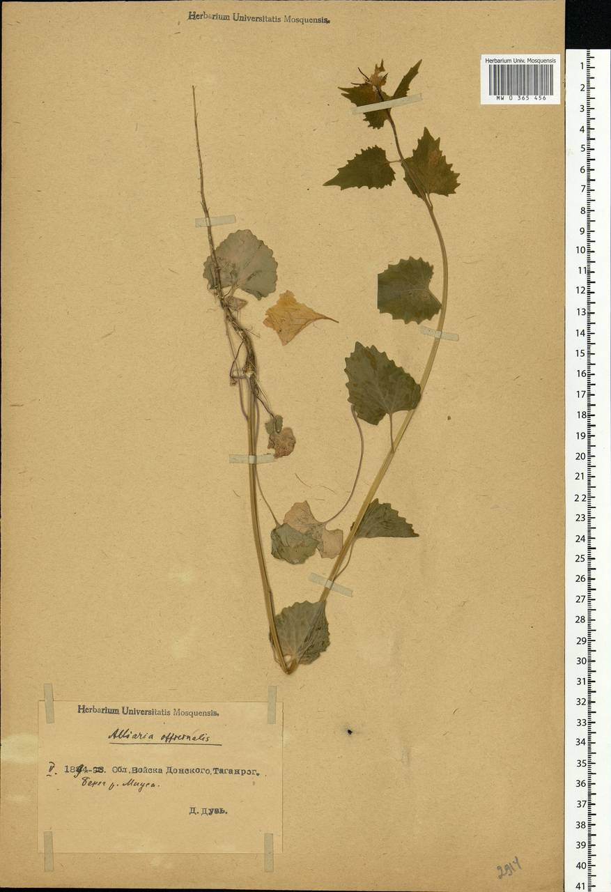 Alliaria petiolata (M.Bieb.) Cavara & Grande, Eastern Europe, Rostov Oblast (E12a) (Russia)
