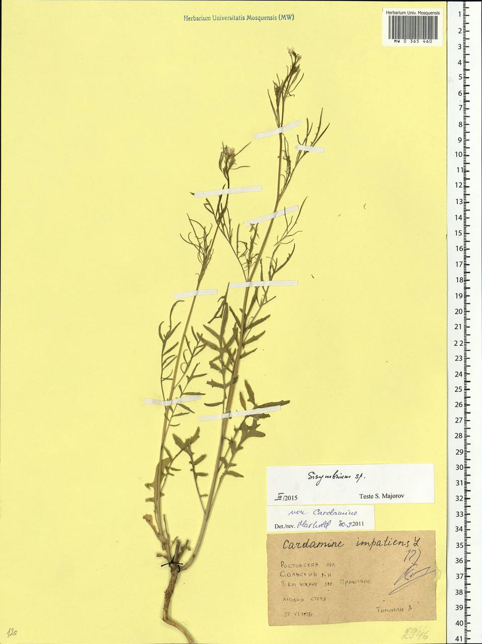 Sisymbrium, Eastern Europe, Lower Volga region (E9) (Russia)