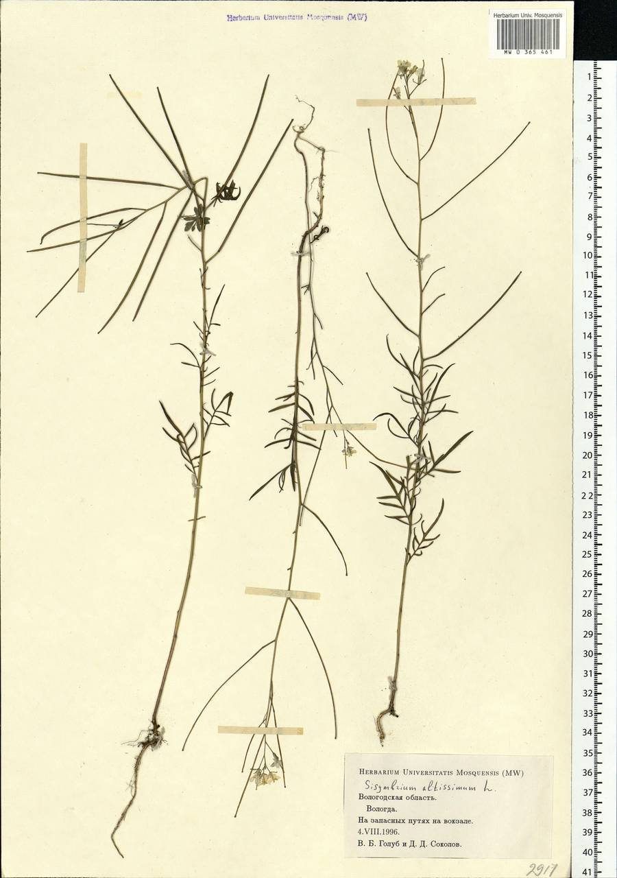 Sisymbrium altissimum L., Eastern Europe, Northern region (E1) (Russia)