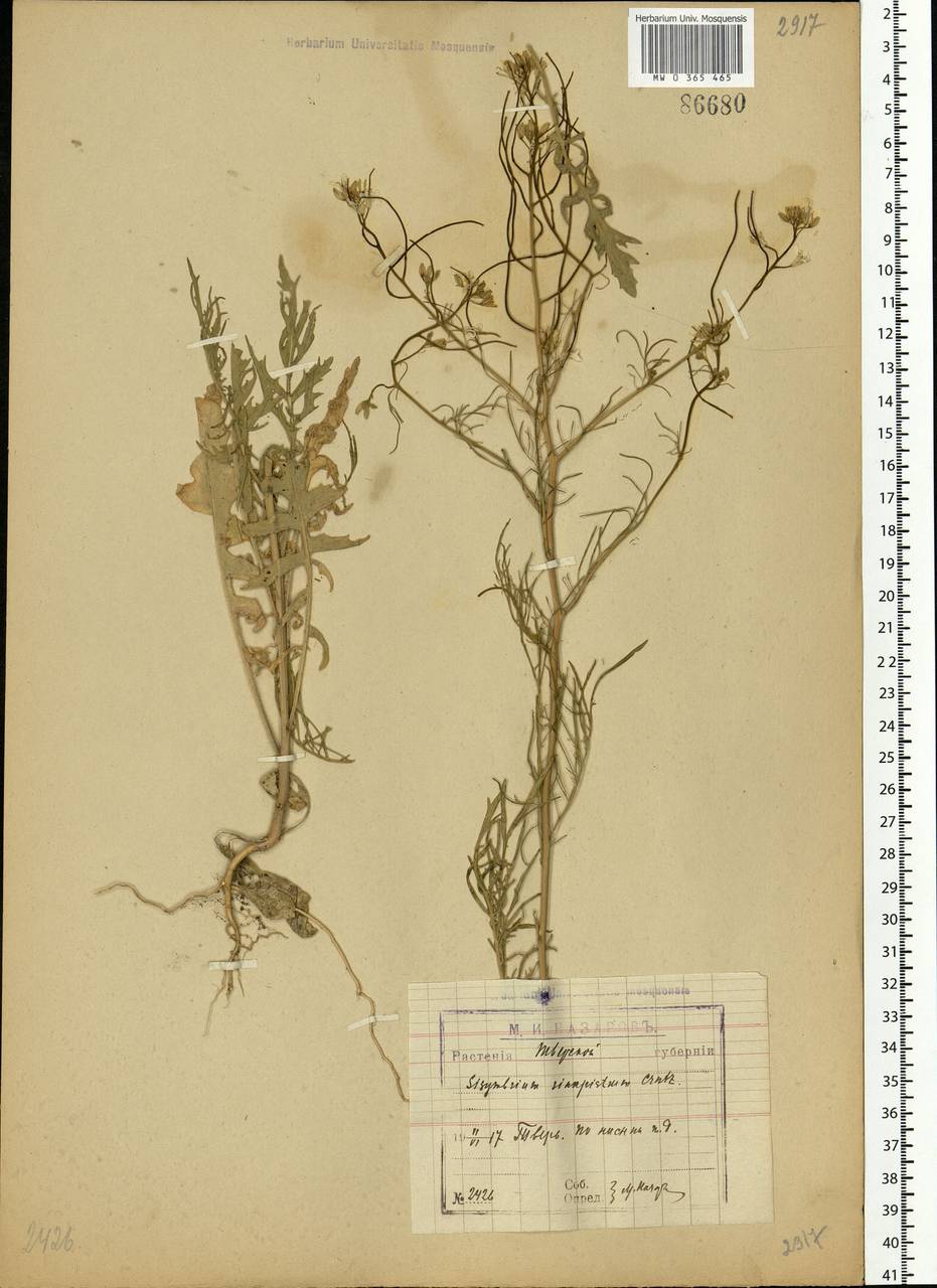 Sisymbrium altissimum L., Eastern Europe, North-Western region (E2) (Russia)