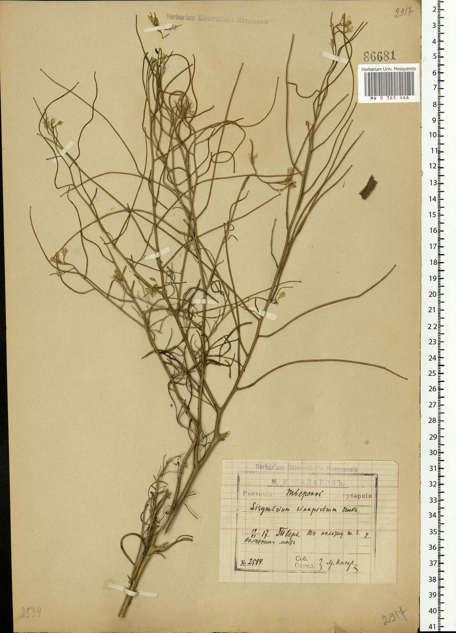 Sisymbrium altissimum L., Eastern Europe, North-Western region (E2) (Russia)