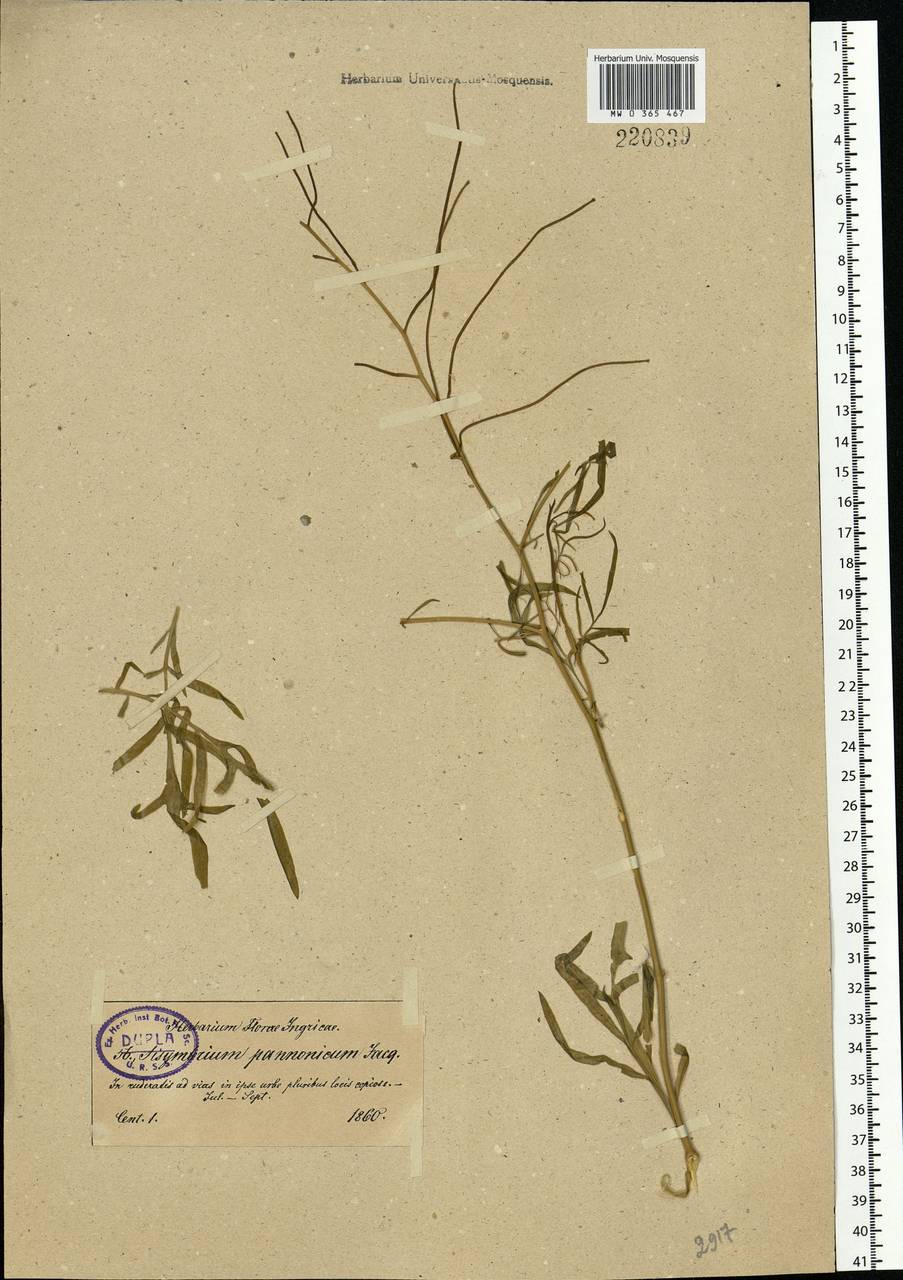 Sisymbrium altissimum L., Eastern Europe, North-Western region (E2) (Russia)