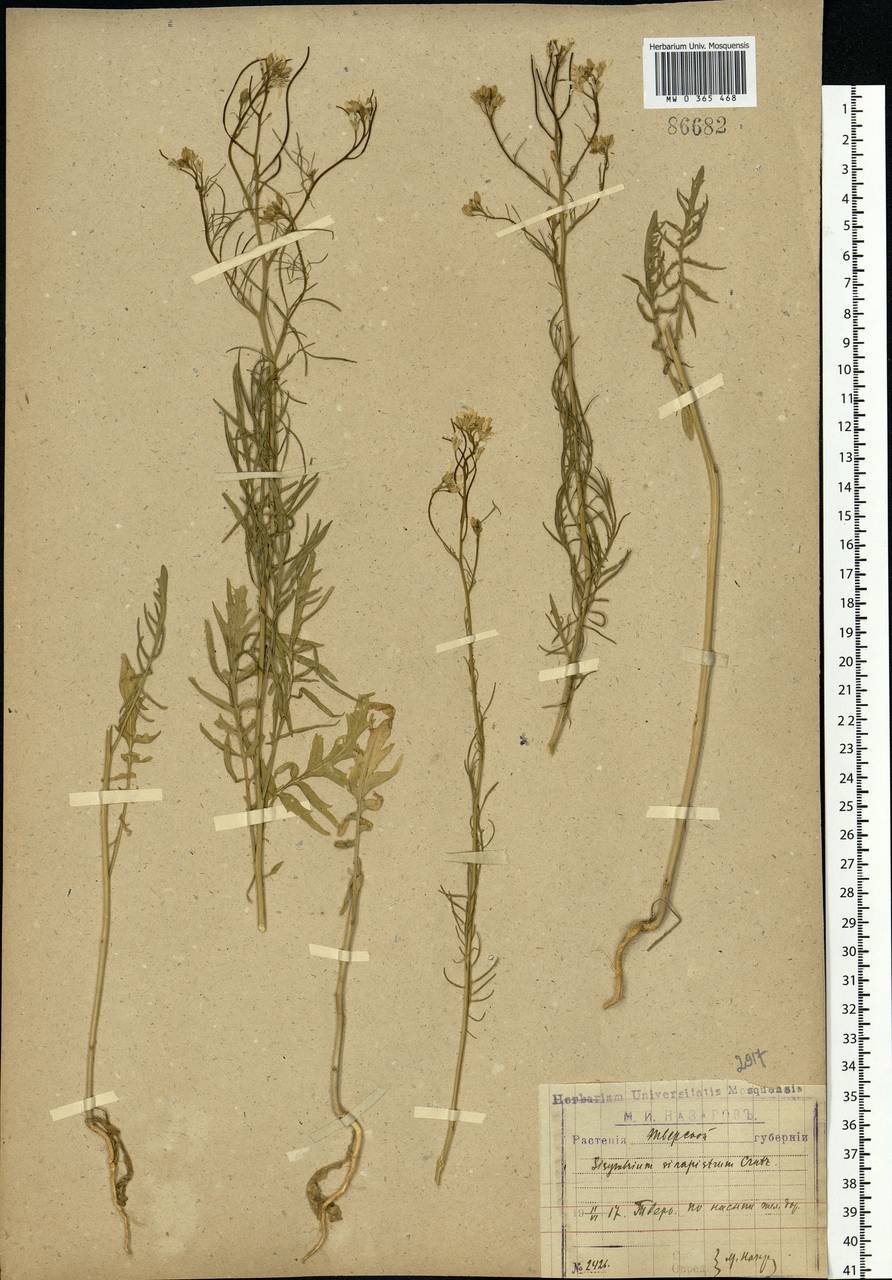 Sisymbrium altissimum L., Eastern Europe, North-Western region (E2) (Russia)