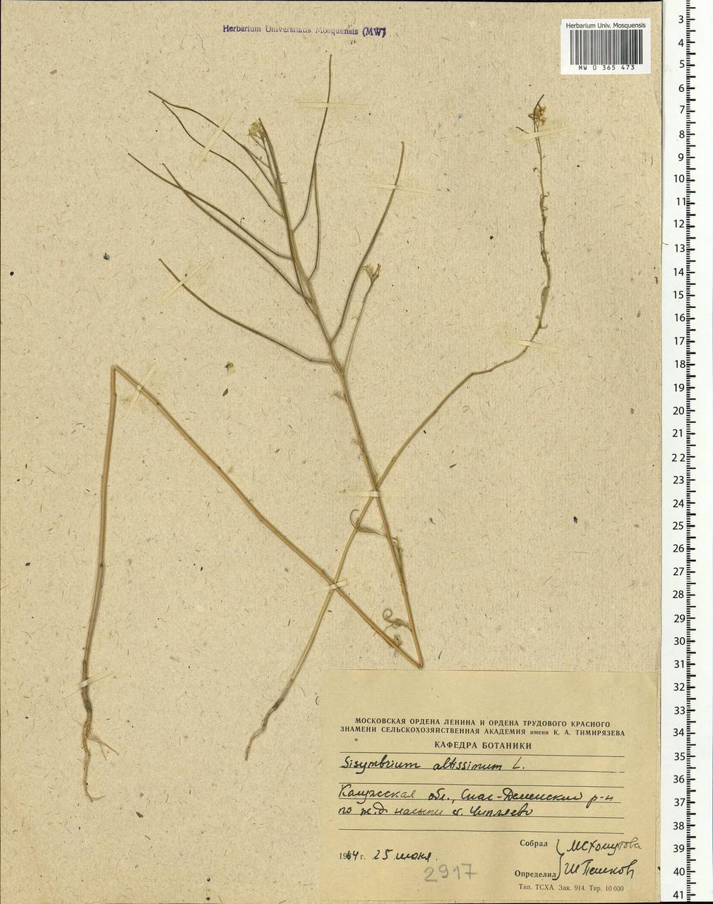 Sisymbrium altissimum L., Eastern Europe, Central region (E4) (Russia)