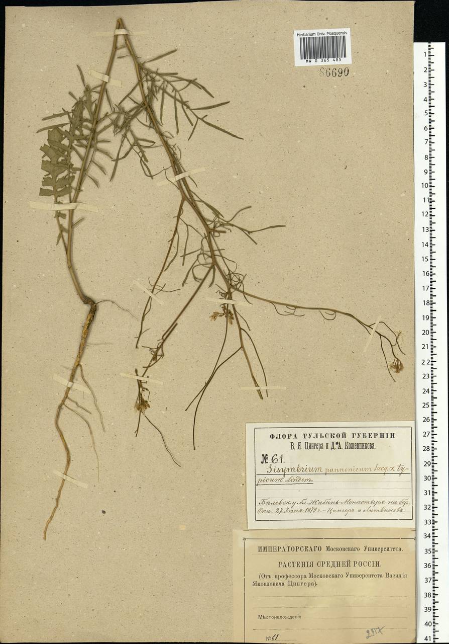 Sisymbrium altissimum L., Eastern Europe, Central region (E4) (Russia)
