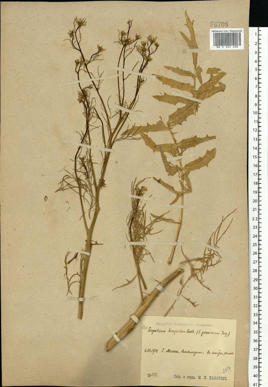 Sisymbrium altissimum L., Eastern Europe, Central region (E4) (Russia)