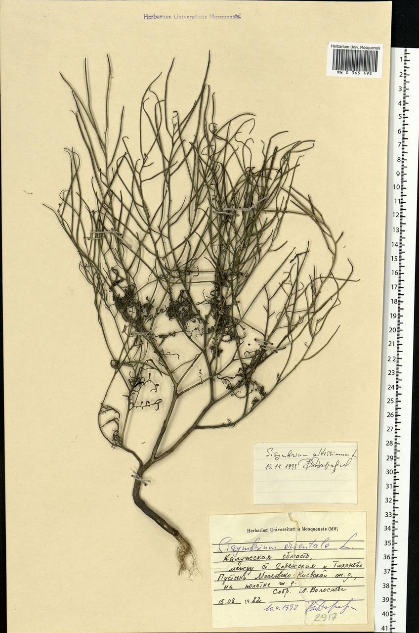 Sisymbrium altissimum L., Eastern Europe, Central region (E4) (Russia)