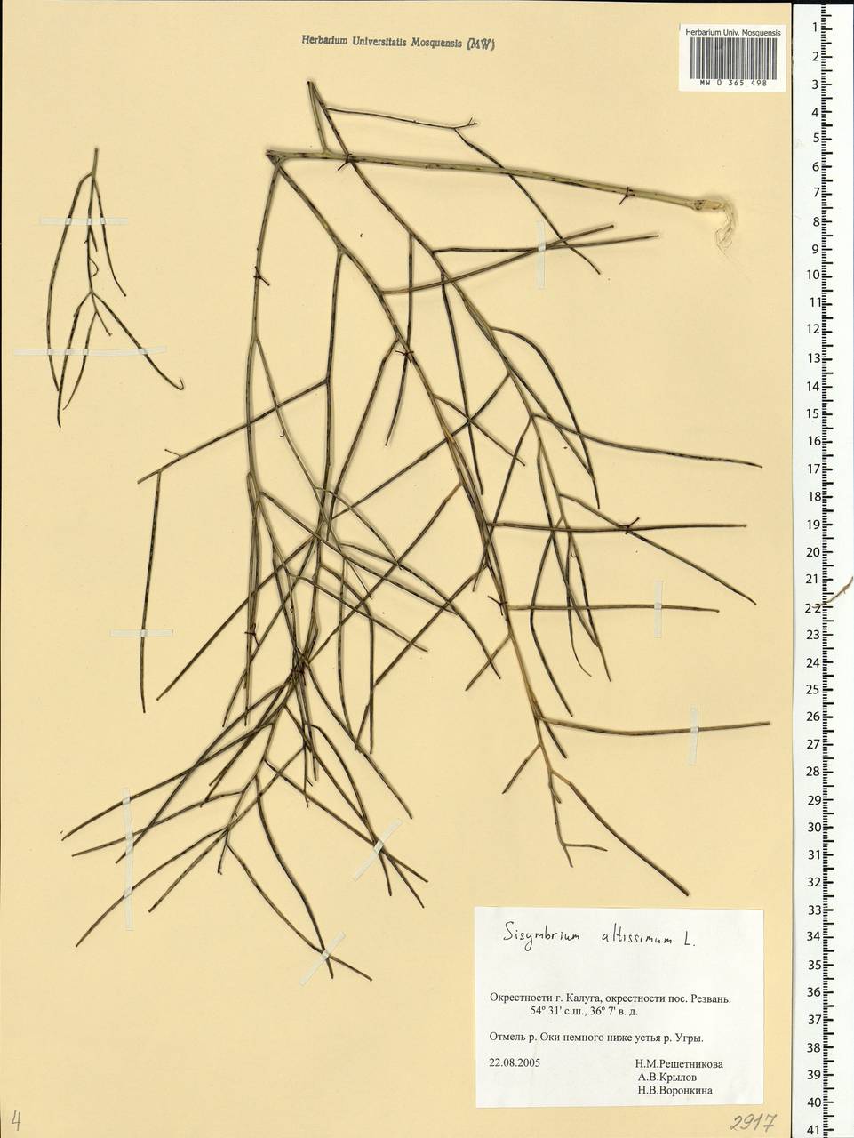 Sisymbrium altissimum L., Eastern Europe, Central region (E4) (Russia)