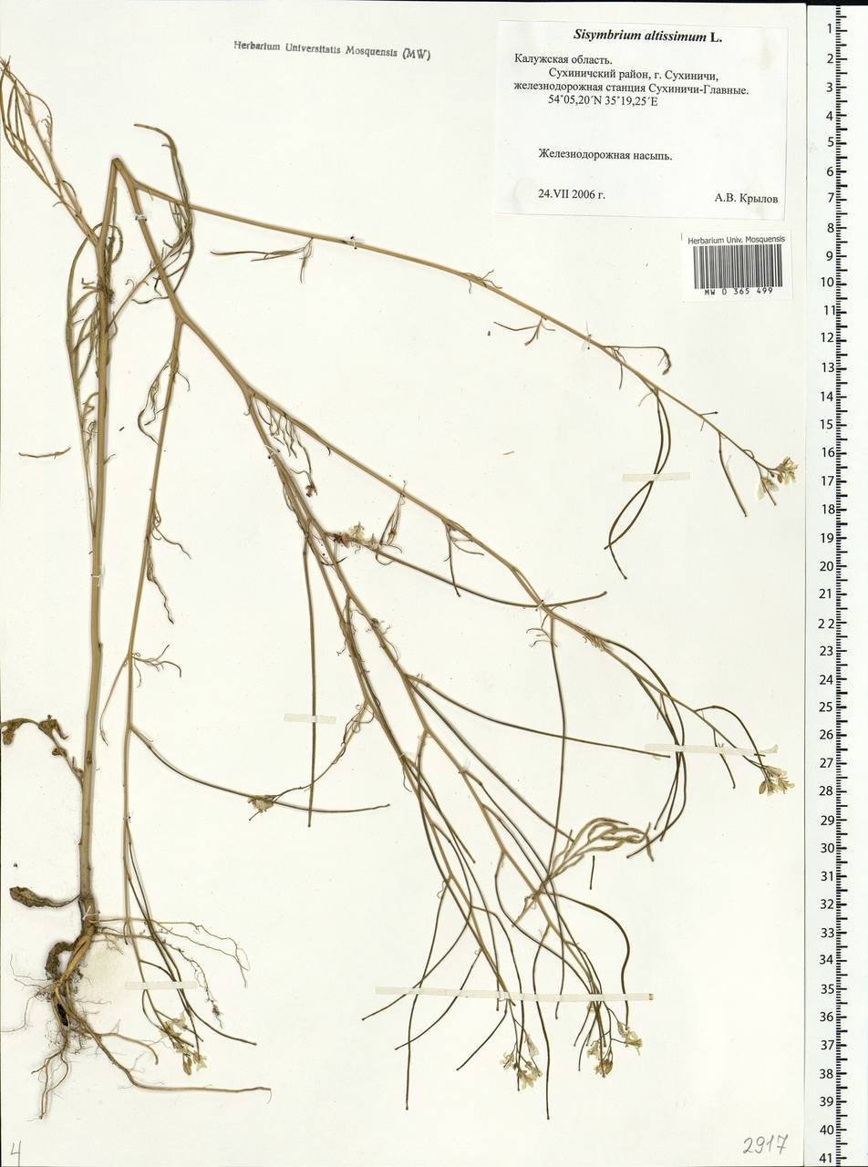 Sisymbrium altissimum L., Eastern Europe, Central region (E4) (Russia)