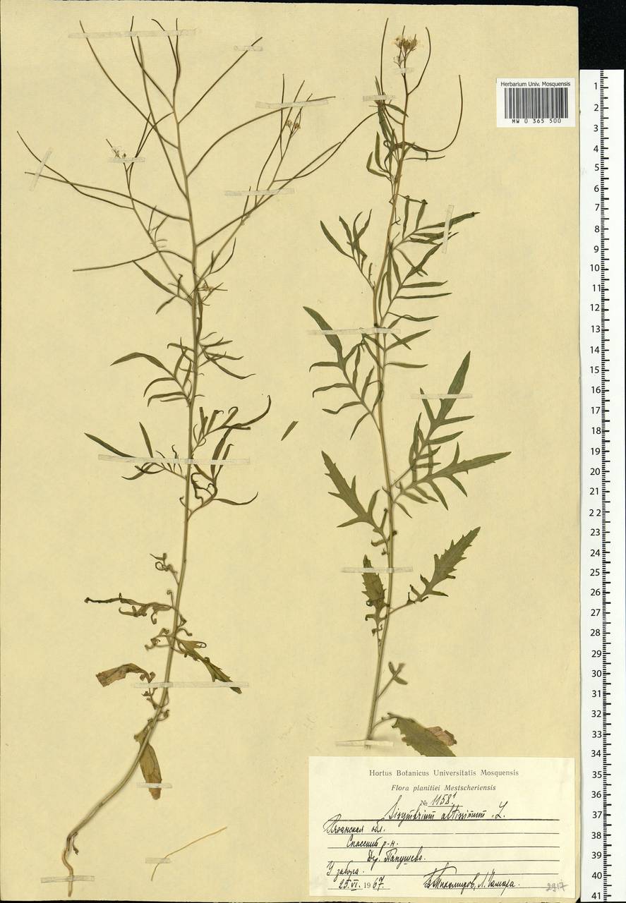 Sisymbrium altissimum L., Eastern Europe, Central region (E4) (Russia)