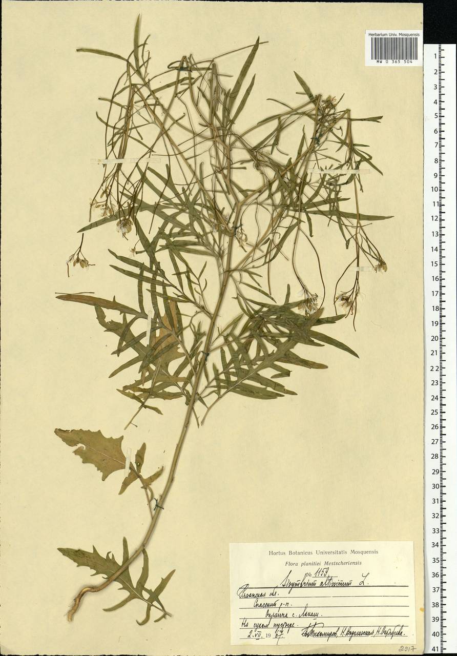 Sisymbrium altissimum L., Eastern Europe, Central region (E4) (Russia)