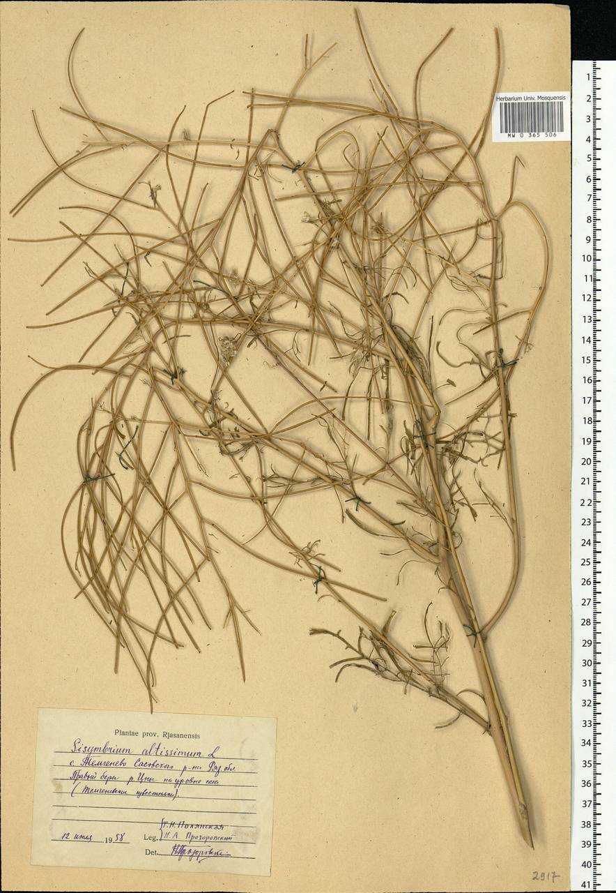 Sisymbrium altissimum L., Eastern Europe, Central region (E4) (Russia)