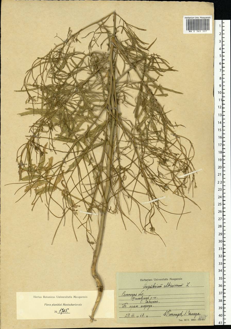 Sisymbrium altissimum L., Eastern Europe, Central region (E4) (Russia)