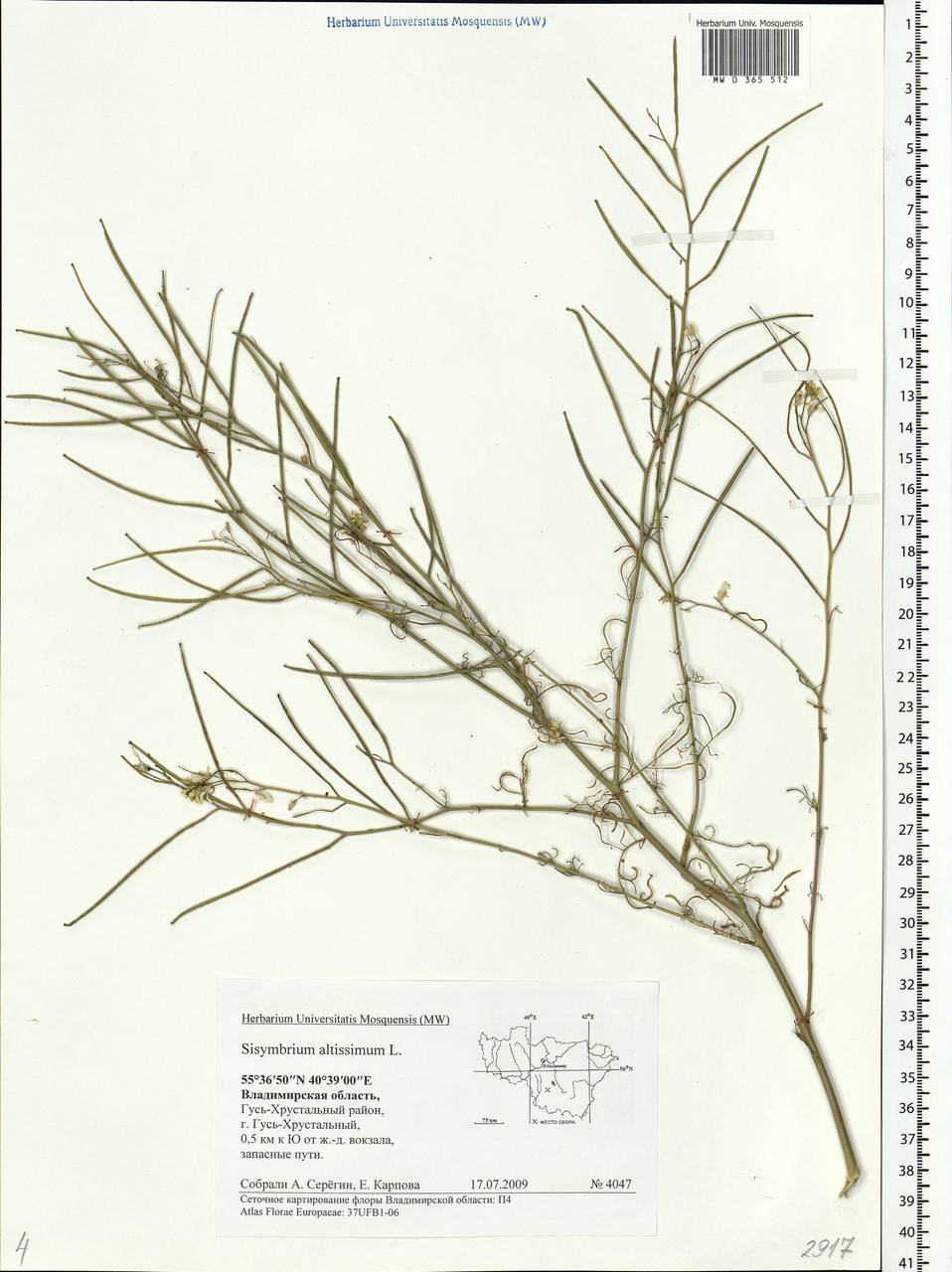 Sisymbrium altissimum L., Eastern Europe, Central region (E4) (Russia)