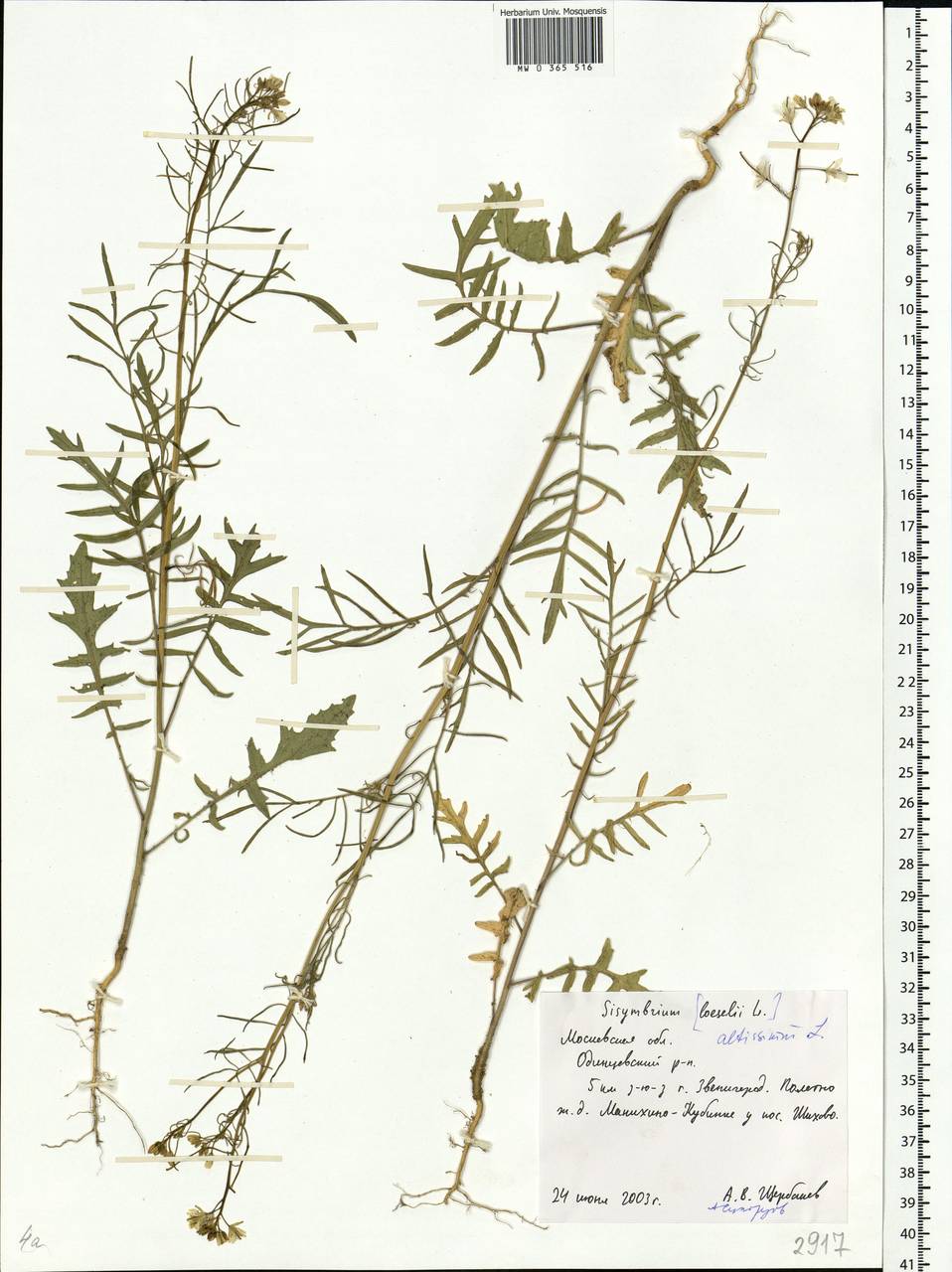 Sisymbrium altissimum L., Eastern Europe, Moscow region (E4a) (Russia)