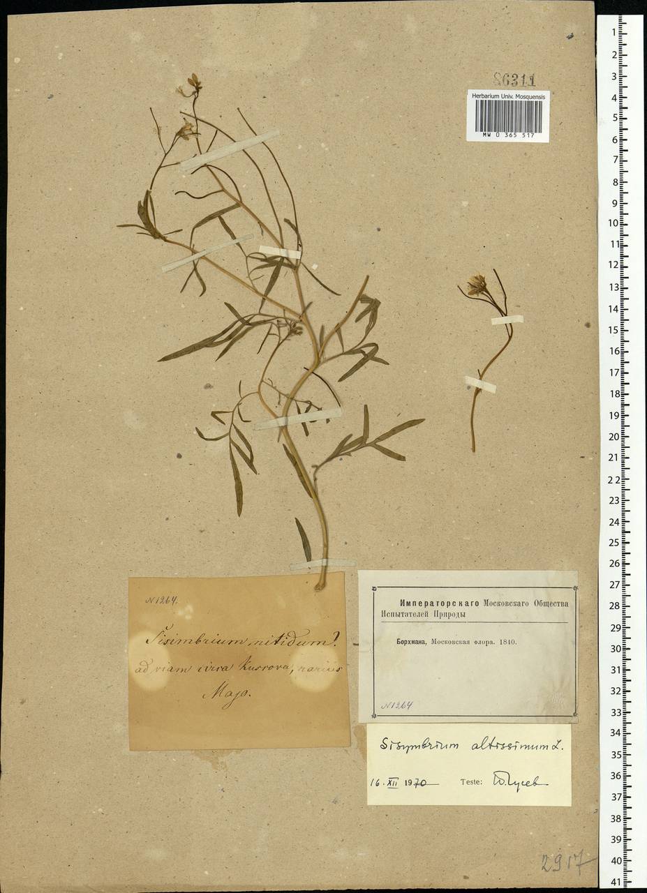 Sisymbrium altissimum L., Eastern Europe, Moscow region (E4a) (Russia)