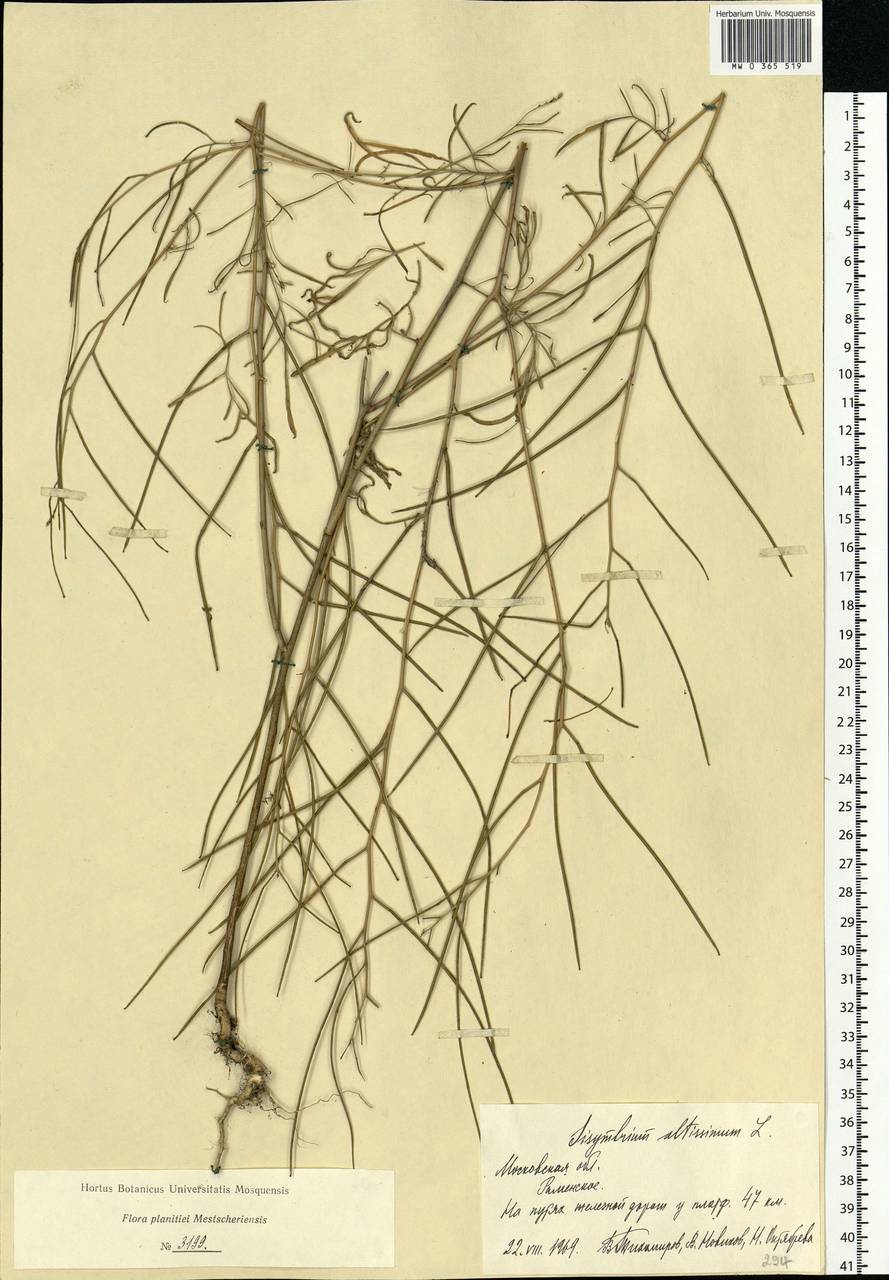 Sisymbrium altissimum L., Eastern Europe, Moscow region (E4a) (Russia)