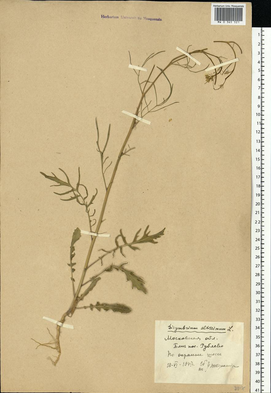 Sisymbrium altissimum L., Eastern Europe, Moscow region (E4a) (Russia)
