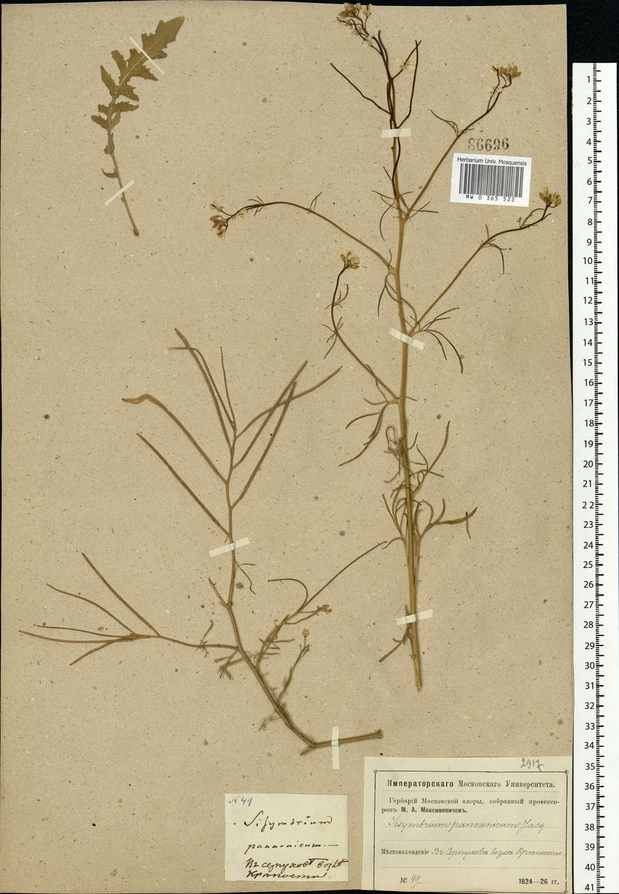 Sisymbrium altissimum L., Eastern Europe, Moscow region (E4a) (Russia)