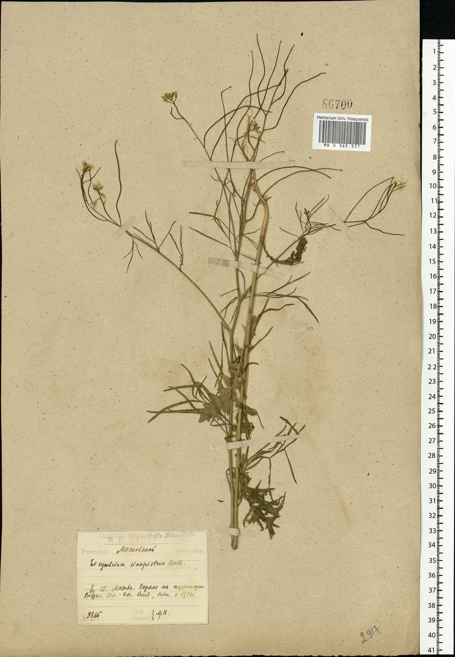 Sisymbrium altissimum L., Eastern Europe, Moscow region (E4a) (Russia)