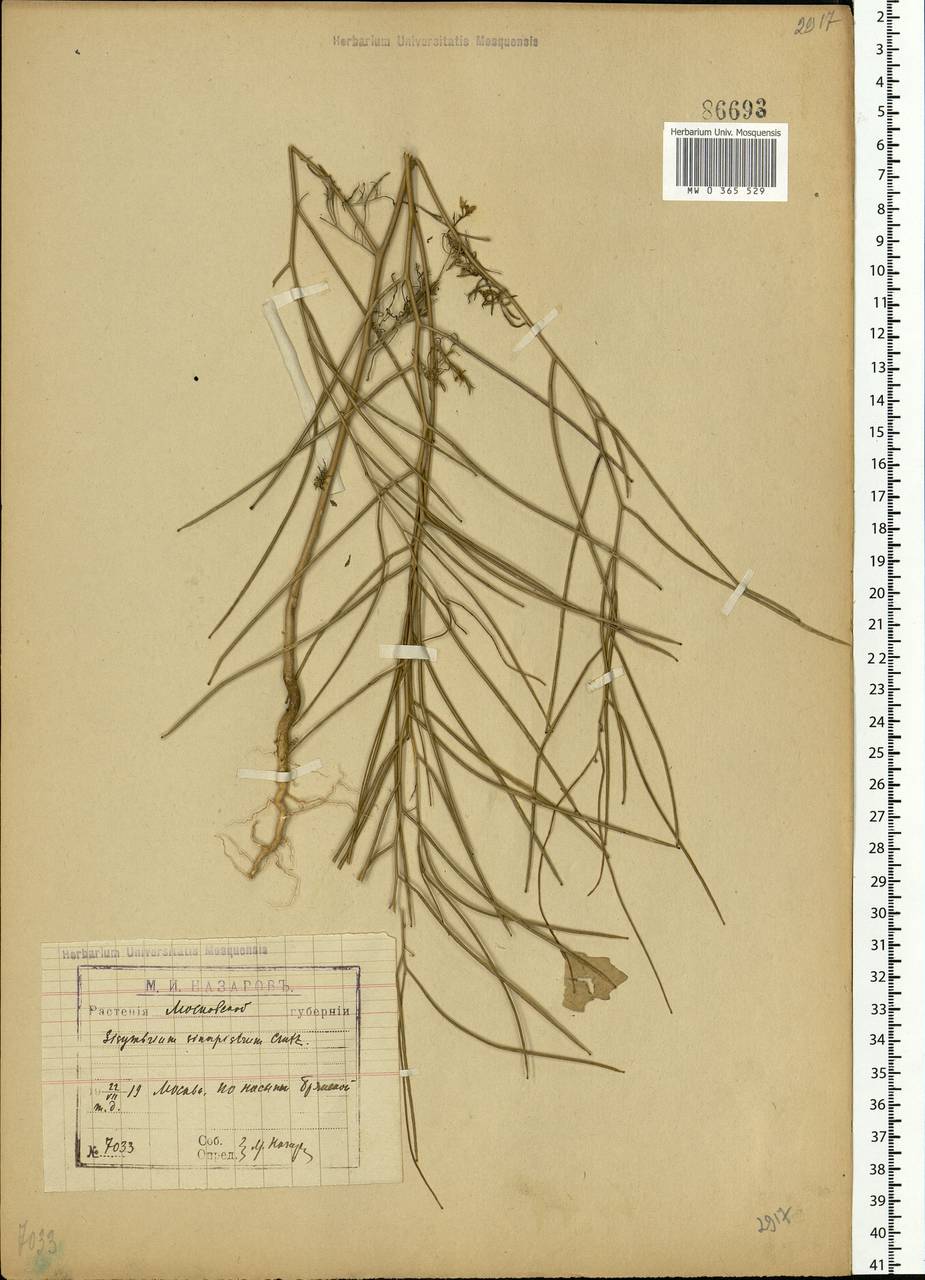Sisymbrium altissimum L., Eastern Europe, Moscow region (E4a) (Russia)