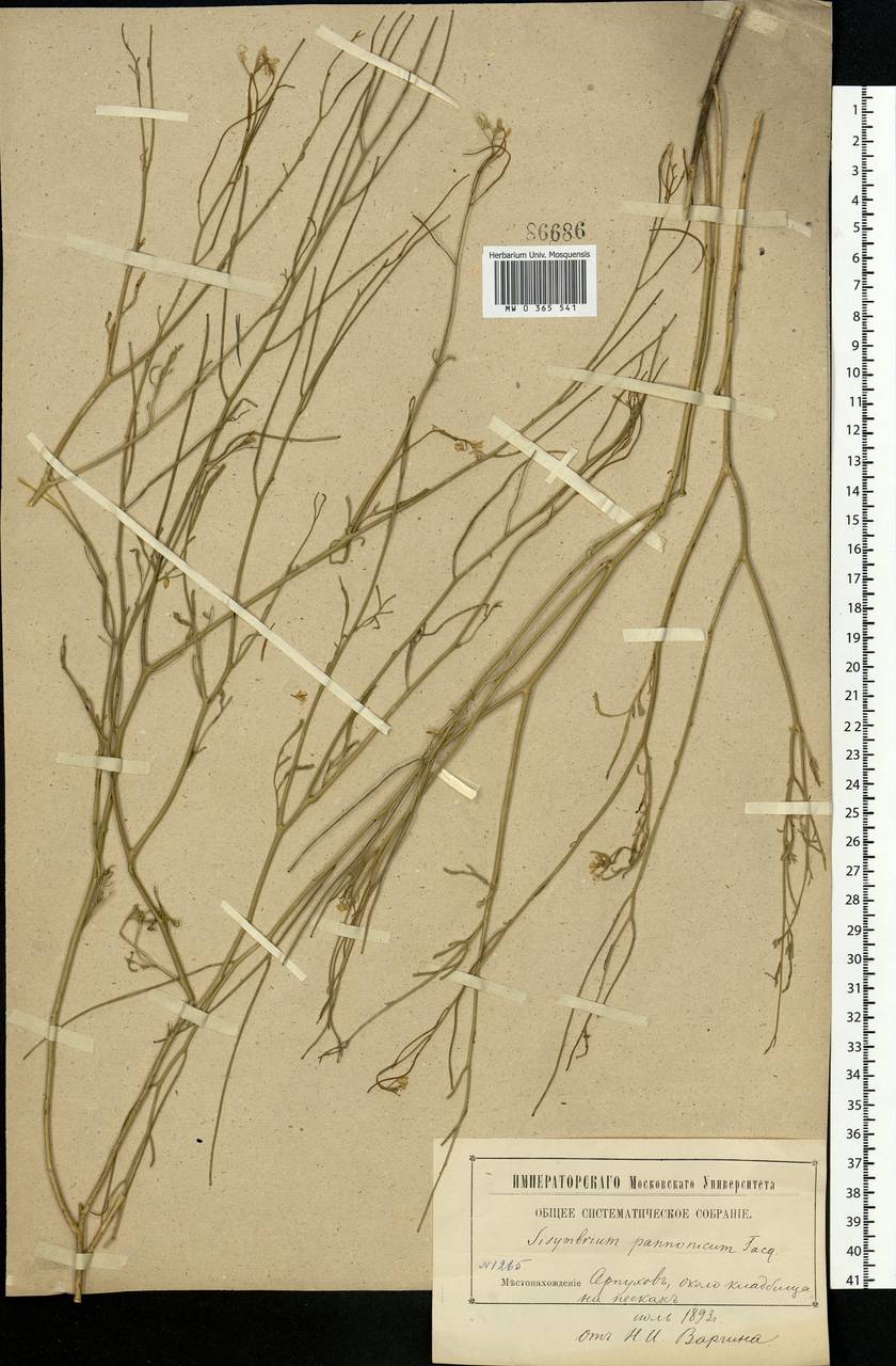 Sisymbrium altissimum L., Eastern Europe, Moscow region (E4a) (Russia)