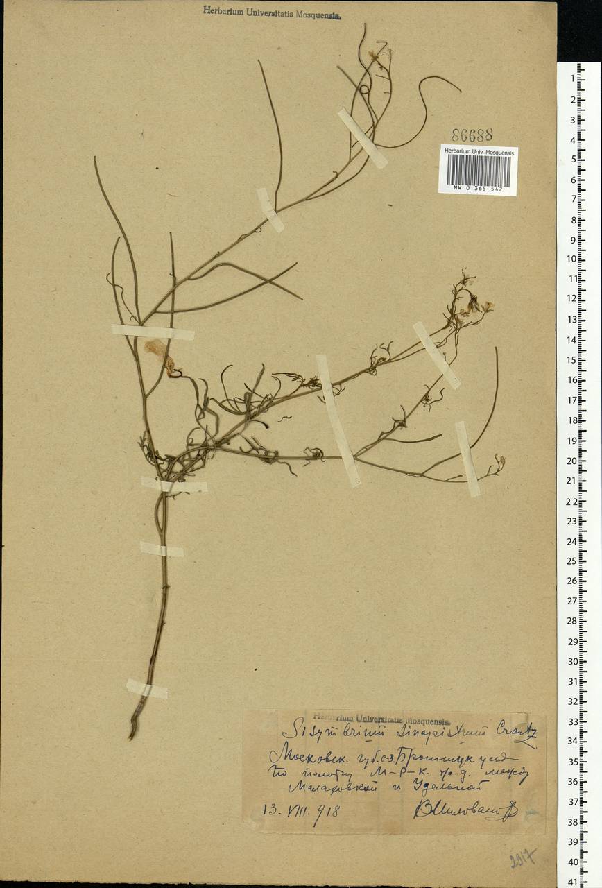 Sisymbrium altissimum L., Eastern Europe, Moscow region (E4a) (Russia)