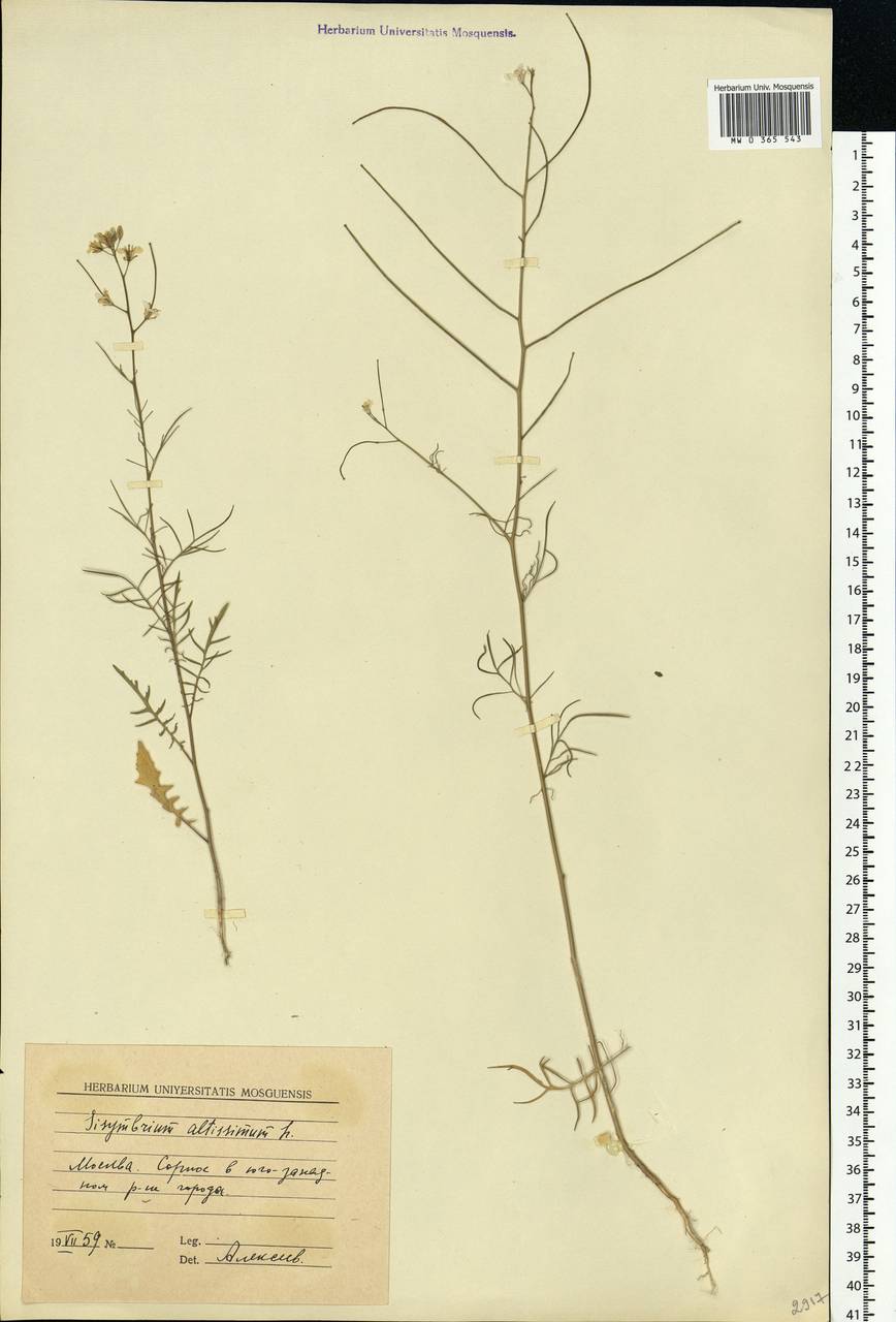 Sisymbrium altissimum L., Eastern Europe, Moscow region (E4a) (Russia)