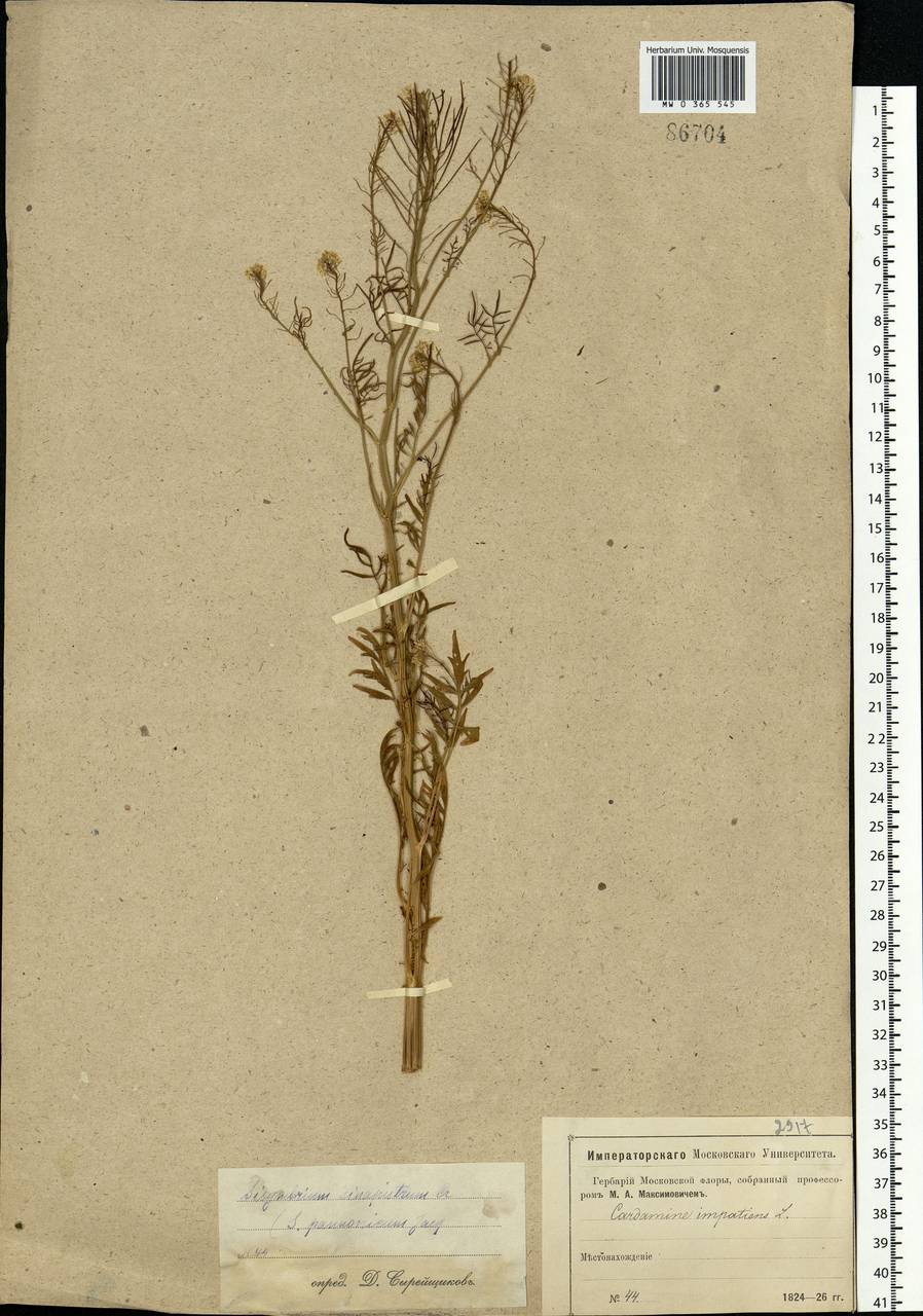 Sisymbrium altissimum L., Eastern Europe, Moscow region (E4a) (Russia)
