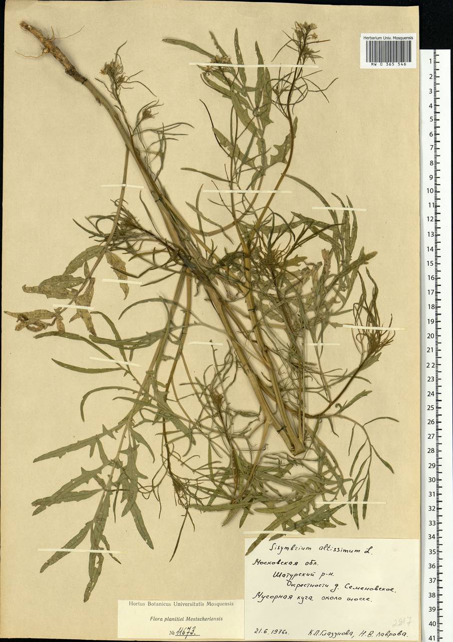 Sisymbrium altissimum L., Eastern Europe, Moscow region (E4a) (Russia)